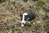 BULL TERRIER MINIATURE 255
